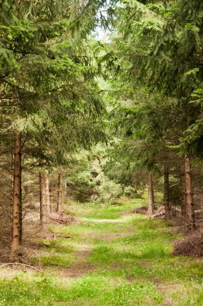 Trail between Spruce Forest, Germany